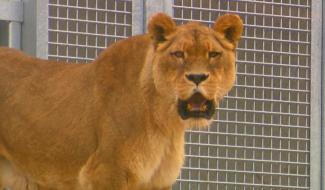 Monde sauvage : un nouvel espace pour les lions