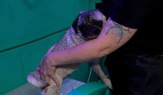 Niche Ta Mère: un dog wash en plein centre-ville