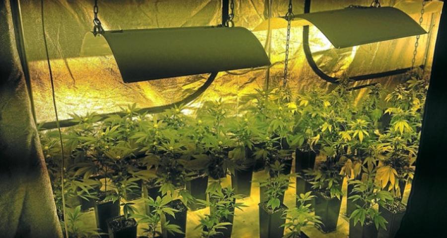 Quelque 1.700 plants de cannabis retrouvés à Liège et Sprimont