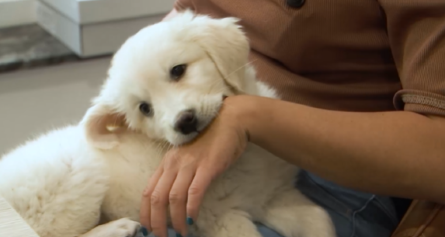 Trucs de Wouf: le mordillement des chiots