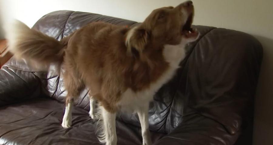 Trucs de Wouf: la réactivité à la sonnette