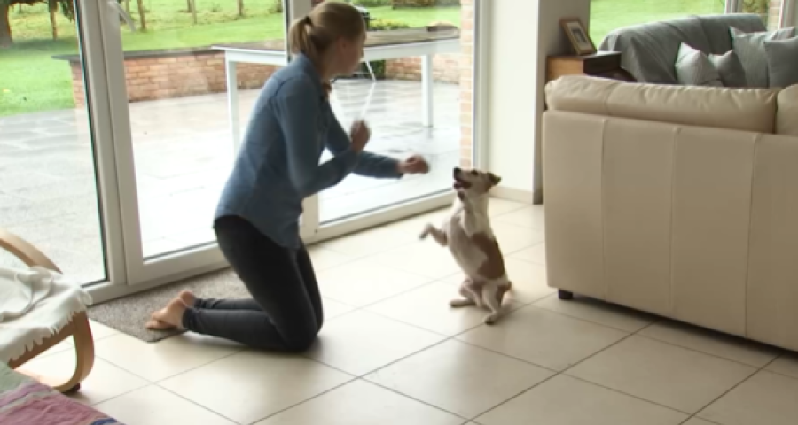 Trucs de Wouf: Fatiguer son chien rapidement