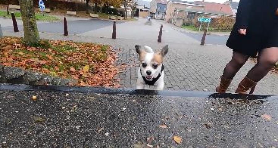 Trucs de Wouf: La peur des escaliers