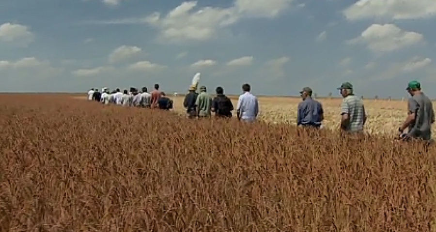 des agriculteurs au milieu d'un champ à  Horion Hozémont