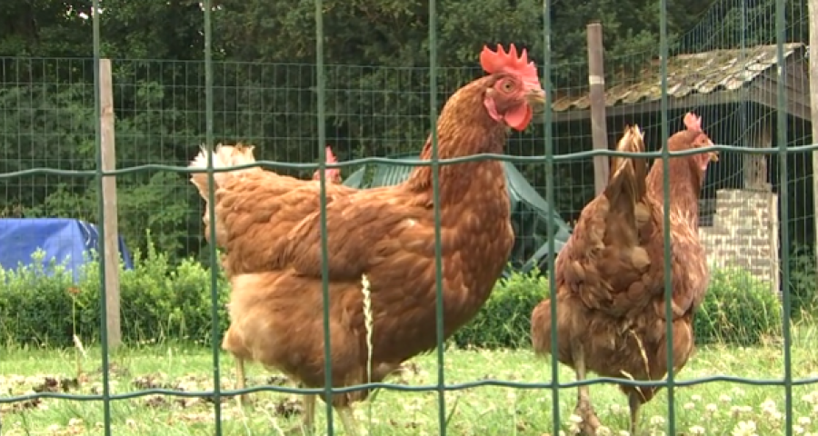Un nouveau foyer de grippe aviaire à Herstal