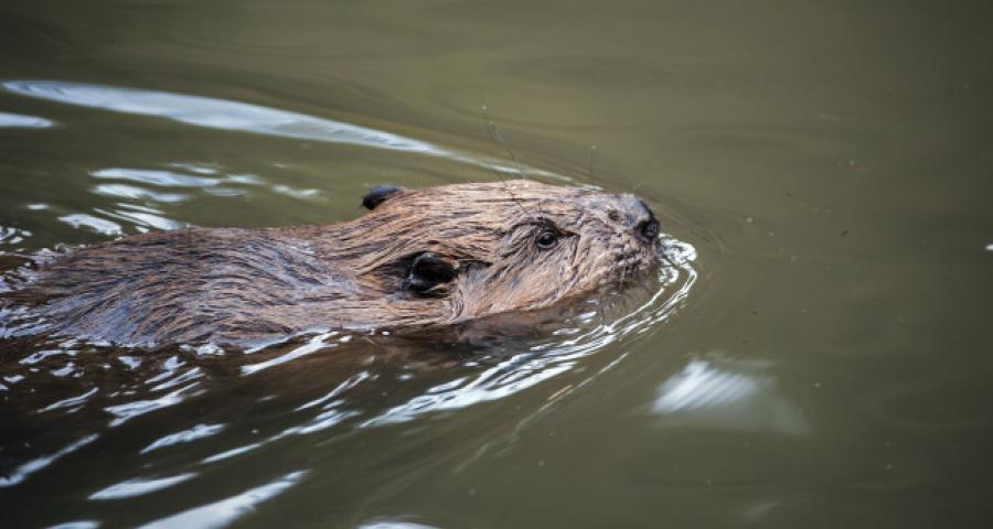 Crisnée : les premiers castors de passage observés dans la commune