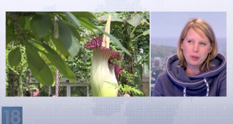 Notre invitée du JT nous parle de la plus grande « fleur-cadavre » du Monde à Liège !