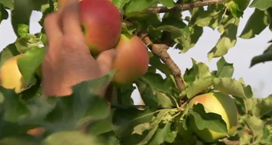 Rat des villes, rat des champs : circuit-court