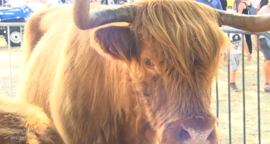 Rat des villes, rat des champs: Foire agricole de Battice
