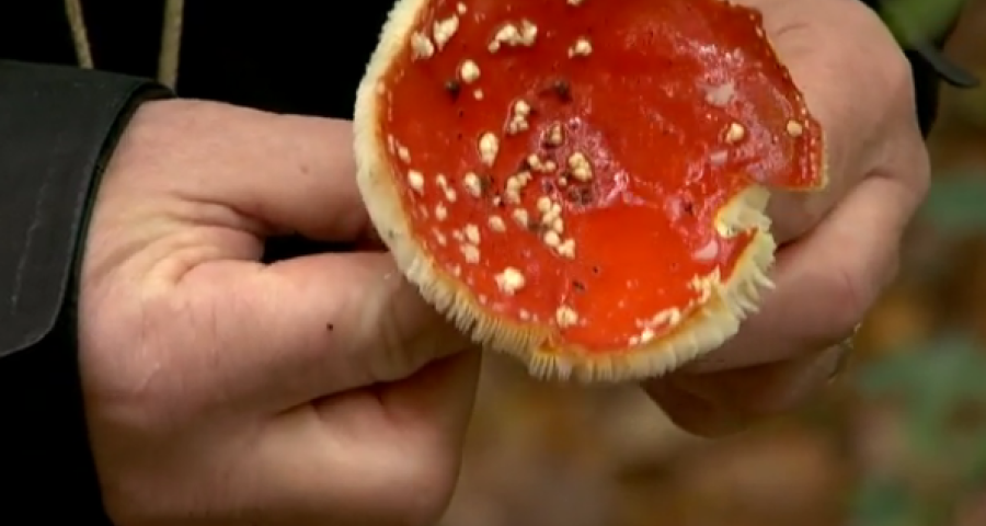 Rat des Villes, rat des champs : La cueillette des champignons