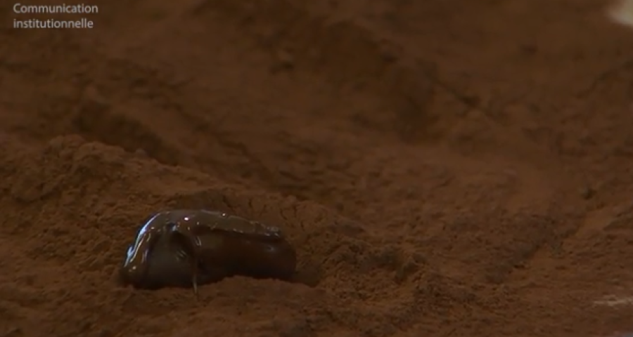 Rat des villes, rat des champs: Le chocolat