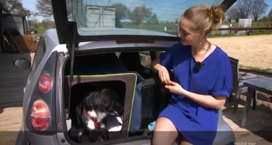 Trucs de Wouf : calmer l'excitation d'un chien en voiture