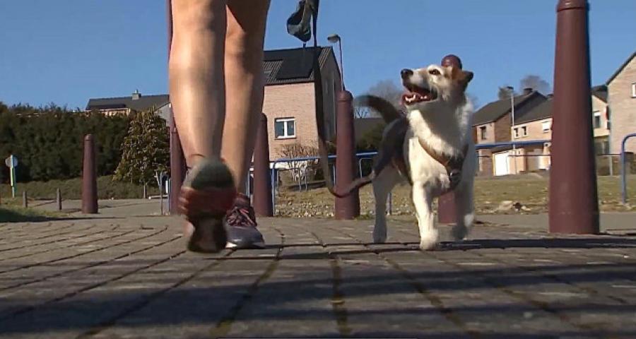 Trucs de Wouf: la marche en laisse