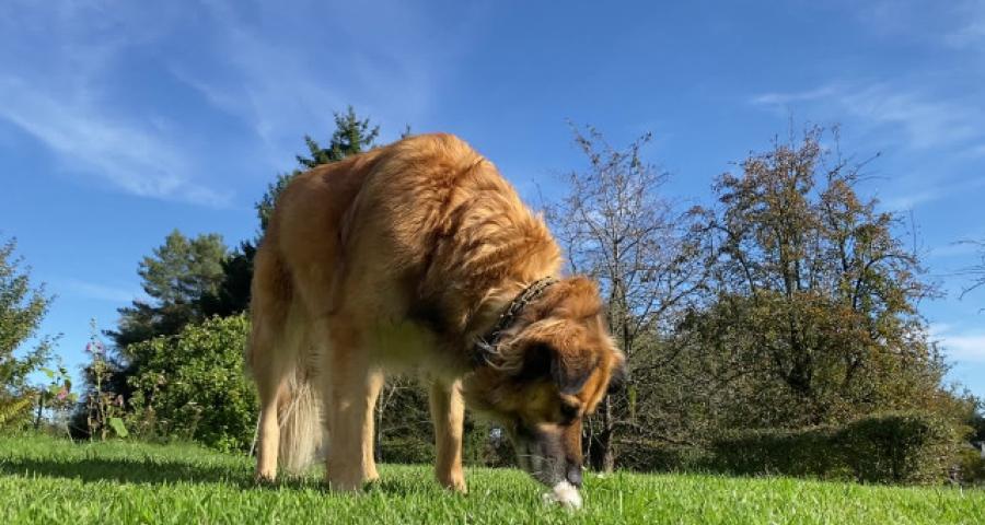 Trucs de Wouf - Le jeu