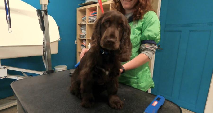 Trucs de Wouf : le premier toilettage