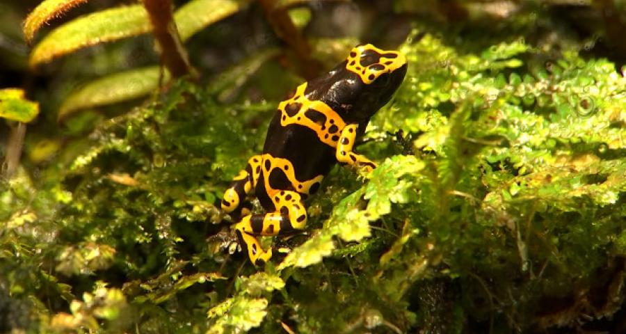 L'expertise liégeoise pour remettre des produits de l'Amazone sur le devant de la scène