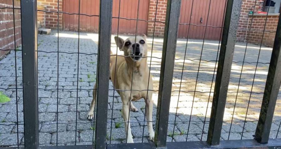 Mon chien aboie quand quelqu'un passe devant la maison ! Que faire ? 