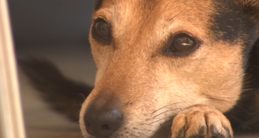Trucs de Wouf : l'interaction avec un chien craintif.