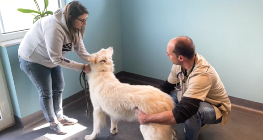 Trucs de Wouf: urgence vétérinaire ou non ?