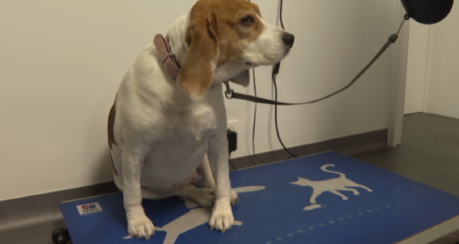 Trucs de Wouf: L'obésité chez le chien