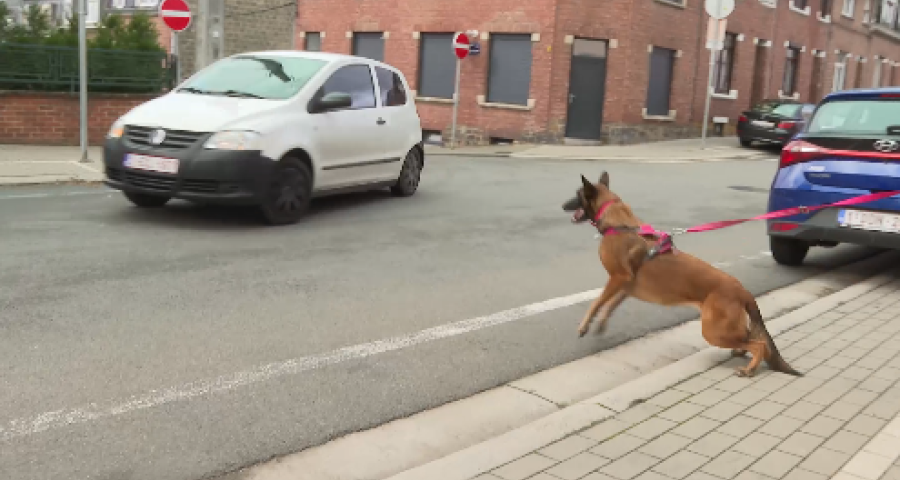 Trucs de Wouf: Excitation en balade.