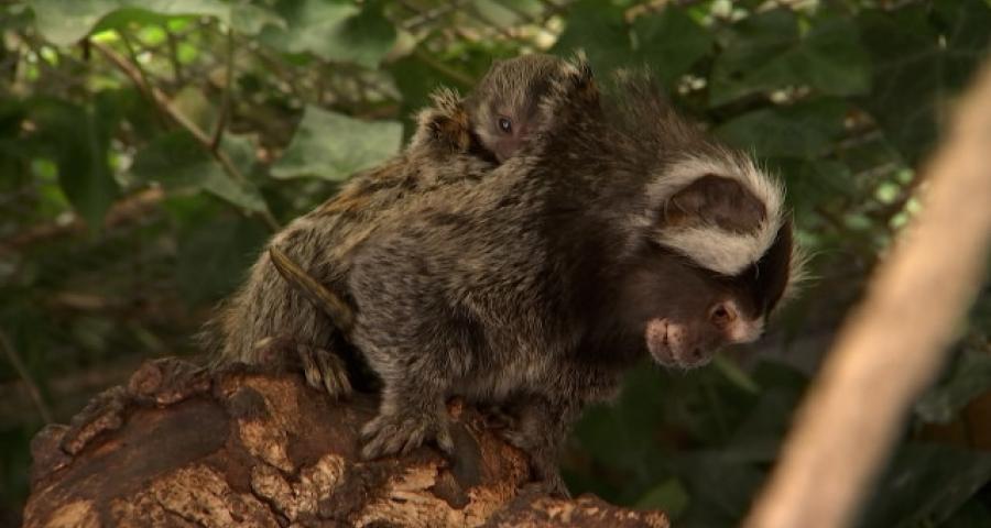 Carnet rose pour le Mont Mosan