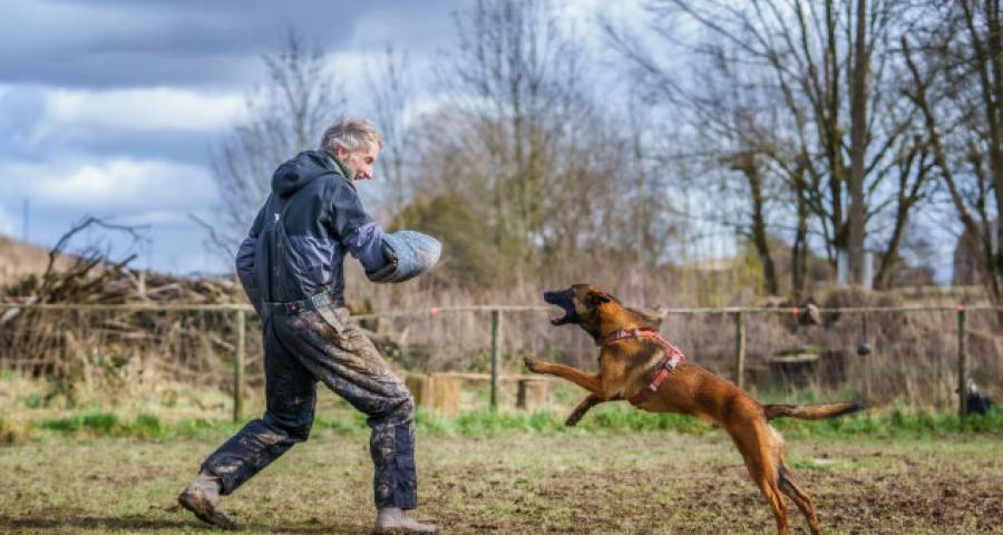 Est-ce que le mordant rend  le chien agressif ?