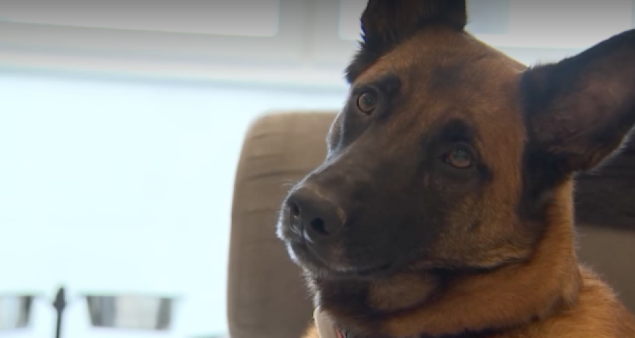 Trucs de Wouf : l'agressivité par peur