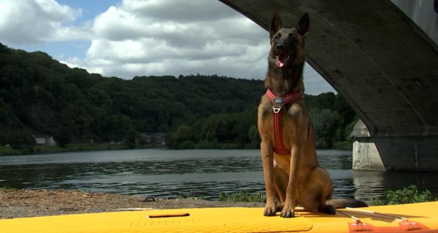 Trucs de Wouf: Le cani paddle