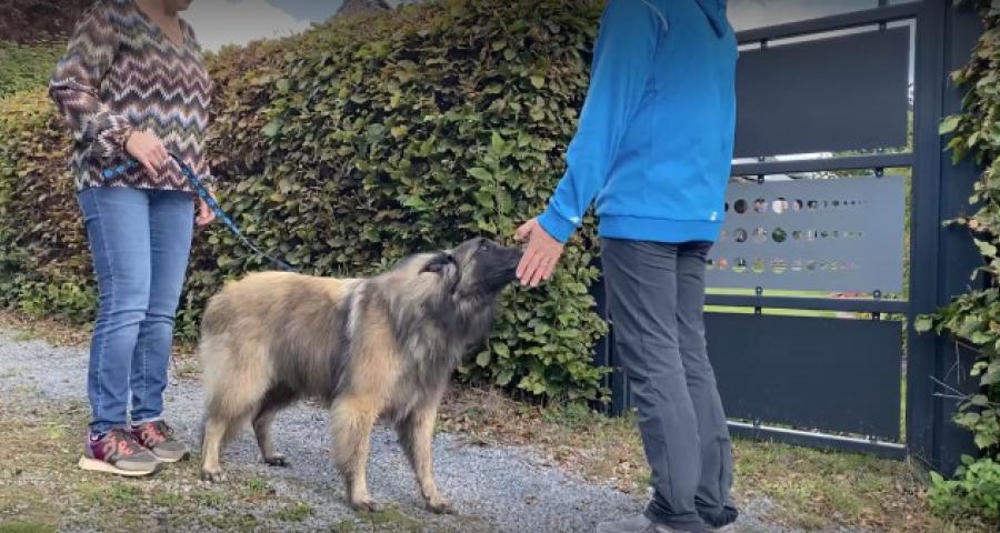 Trucs de Wouf : le consentement canin