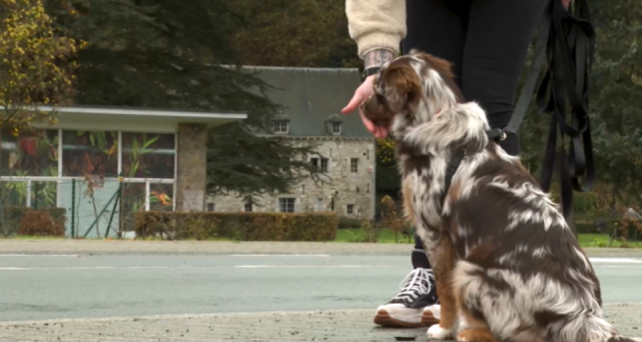 Trucs de Wouf: la socialisation du chiot. 