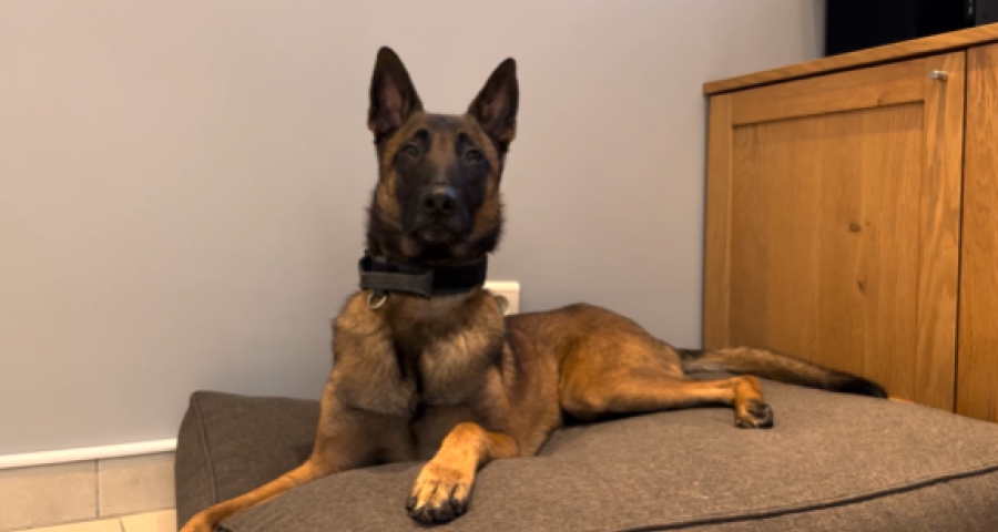 Trucs de Wouf: les feux d'artifice