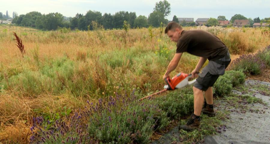 Deux fois plus de lavande récoltée à Crisnée