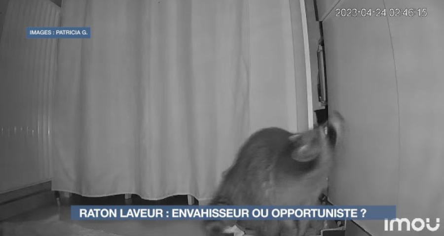 Le raton laveur : qui est cet envahisseur ? 