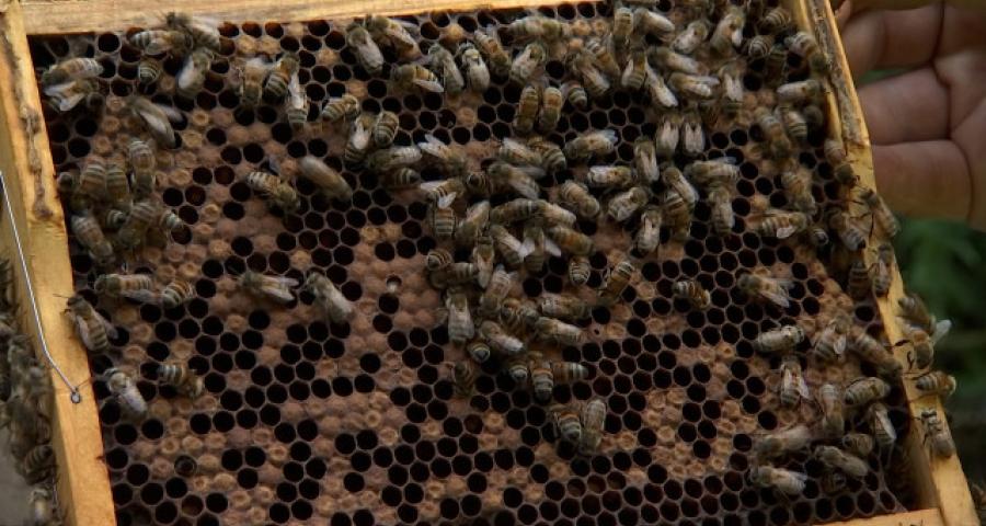 Miel: saison 2024 catastrophique pour les apiculteurs