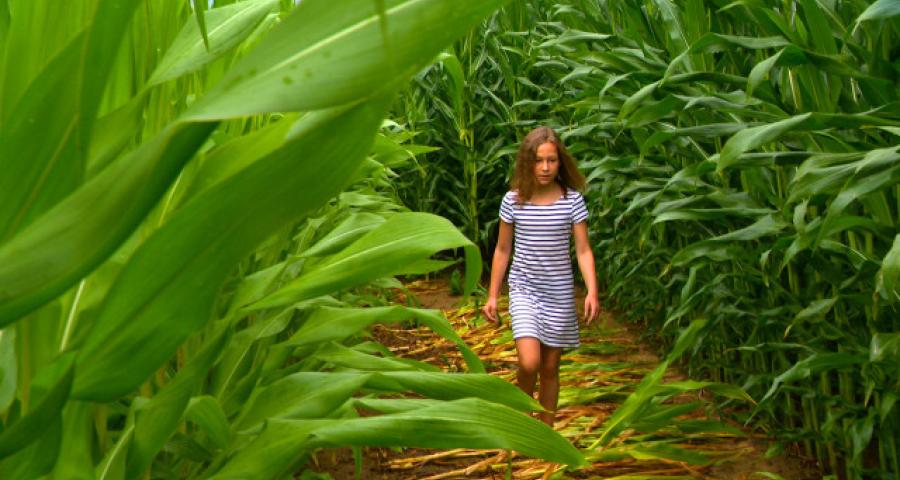 Un labyrinthe éphémère de plus de 2 kilomètres à Cras-Avernas