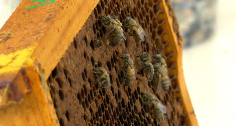 Des apiculteurs "traquent" la plus grande menace pour les abeilles