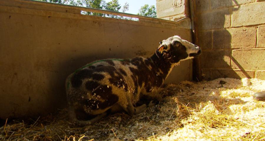 La maladie de la langue bleue, 171 foyers en Province de Liège