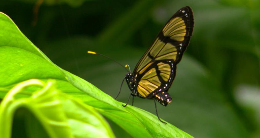 Expo "Papillons en liberté" : arrivée d'un colis... très spécial 