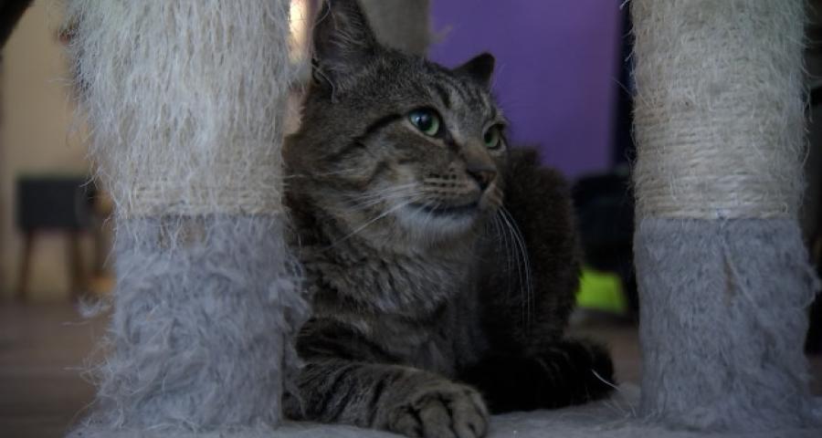 Merlix: le seul et unique bar à chats de Liège 