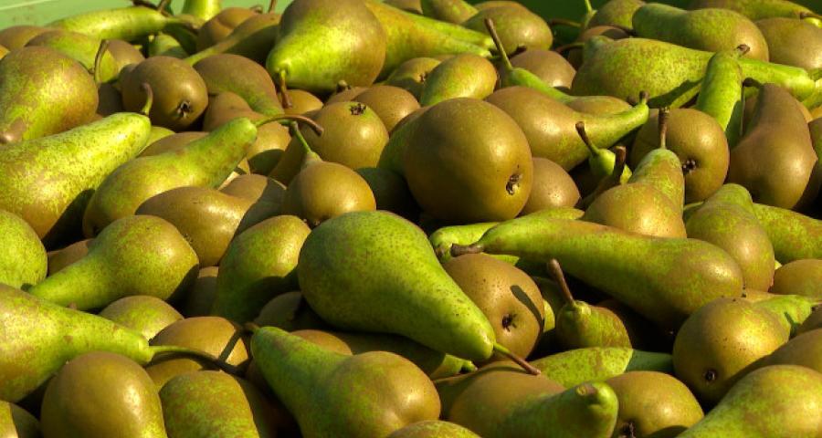 Rosoux: la récolte des poires a commencé avec un peu d'avance