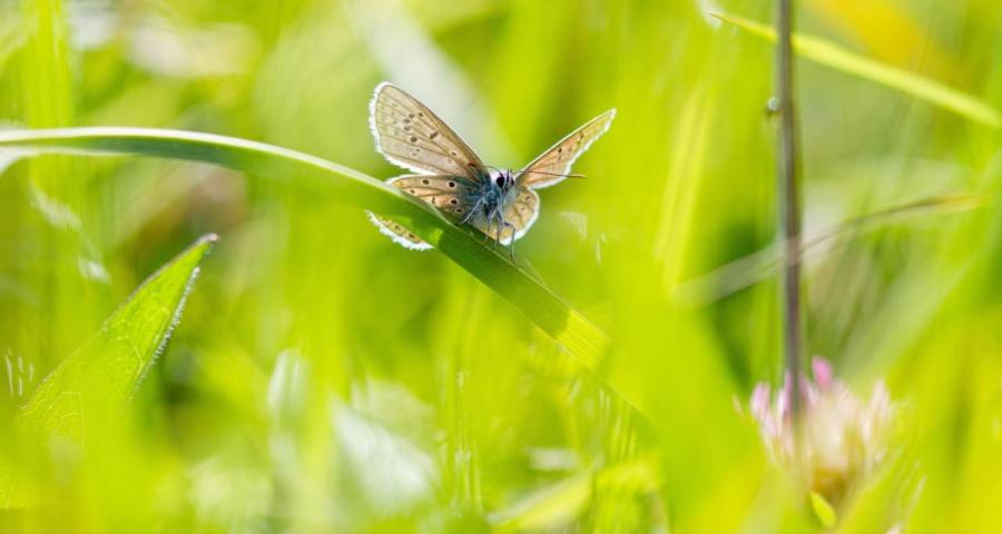 Curieux de nature - Flamboyants papillons
