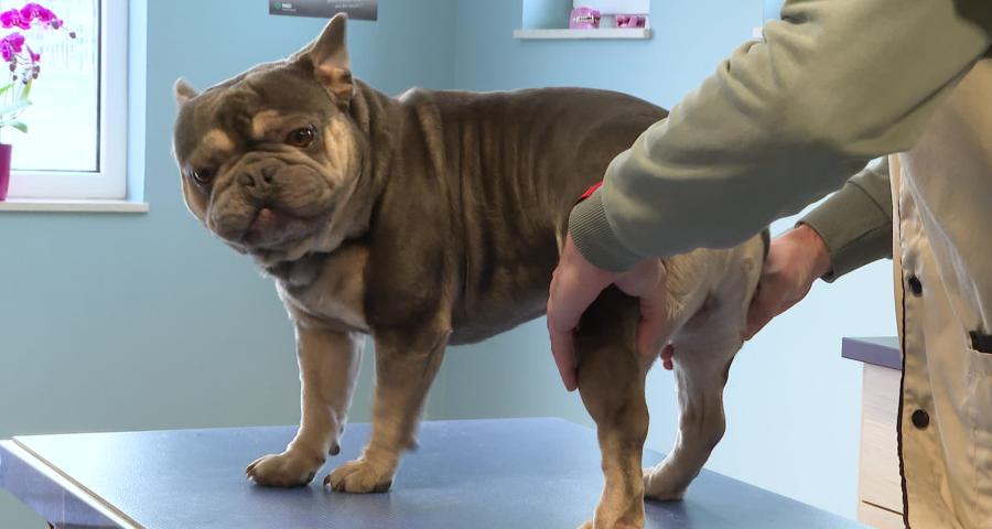 Trucs de wouf: La respiration chez les brachycéphales