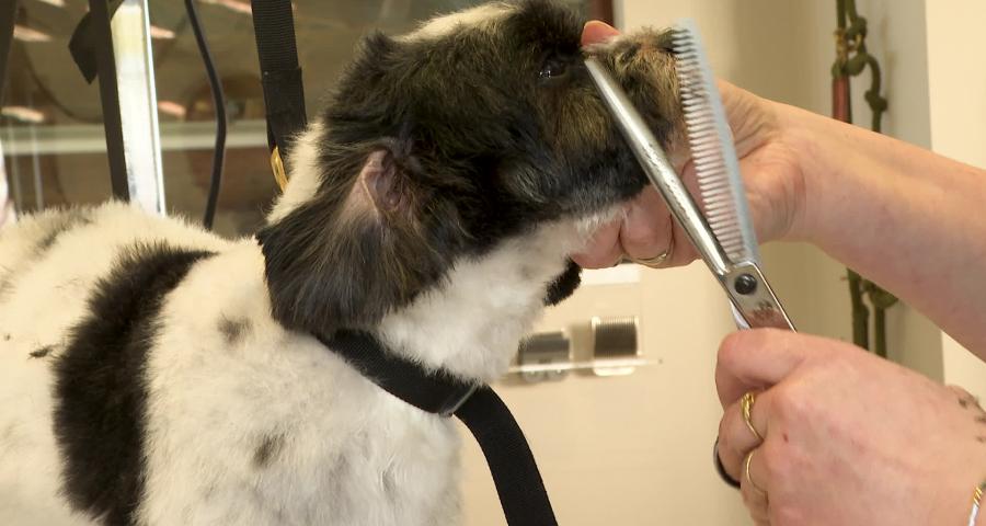 Trucs de wouf: Le toilettage