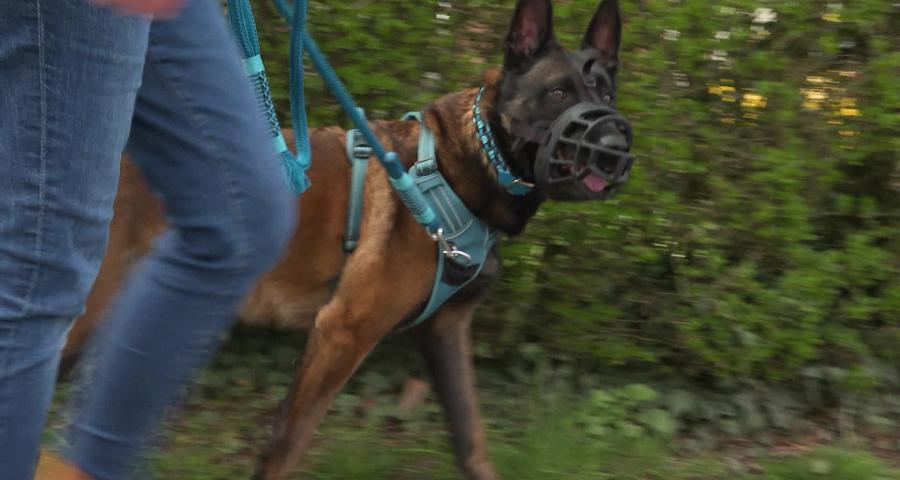 Trucs de wouf: la muselière