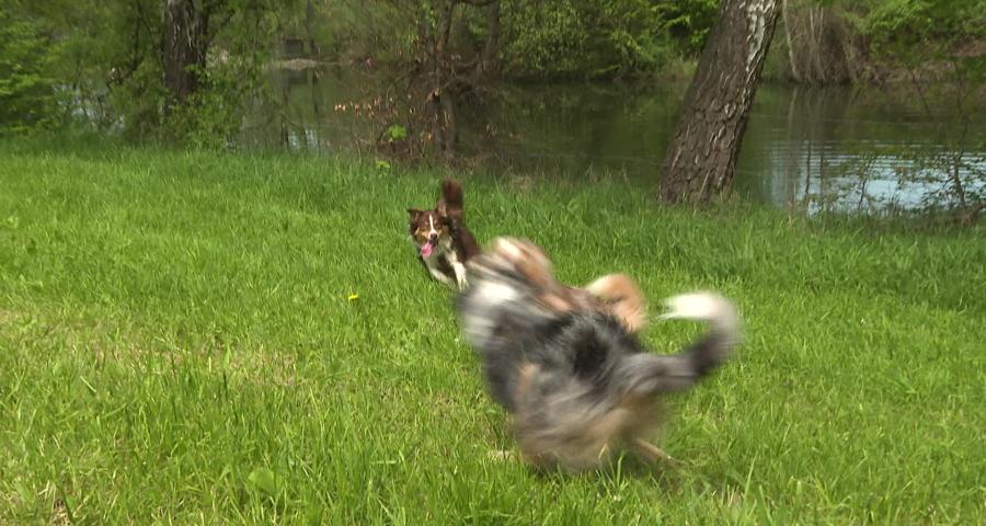 Trucs de wouf: Gérer "les potes canins"