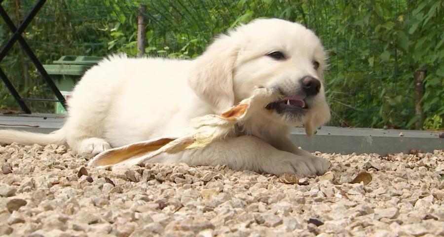 Trucs de wouf : Les activités masticatoires