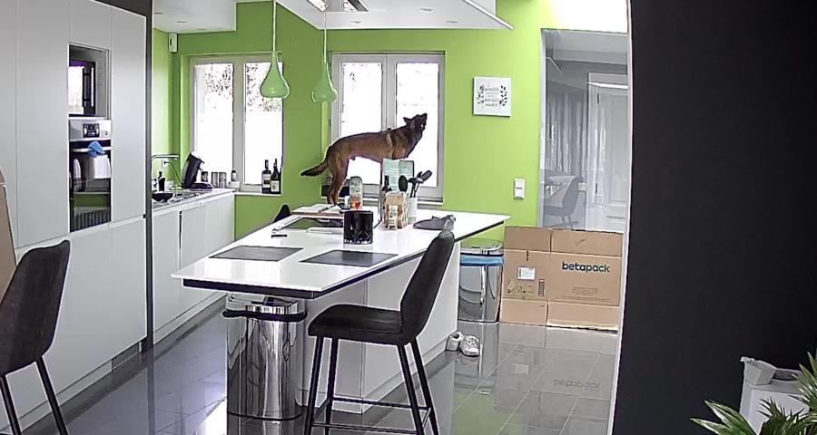 Trucs de wouf: Gérer l'hyper attachement