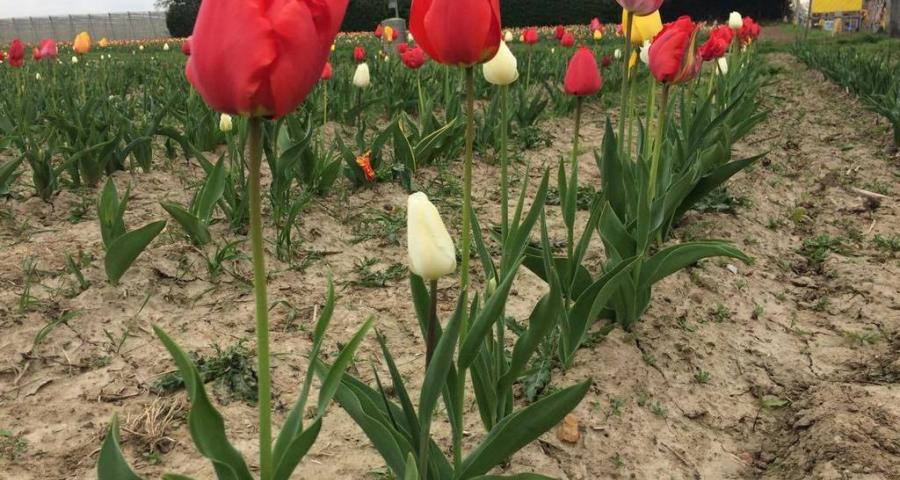 Ouffet, Fernelmont, Hastière, Messancy, 4 nouvelles communes au label Wallonie en Fleurs