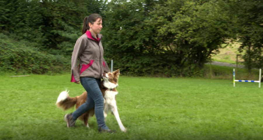 Trucs de wouf : Découverte de l’obédience.